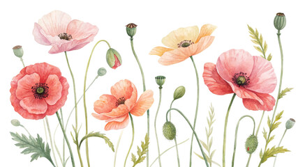 Fototapeta premium Watercolor Poppy Composition Blooming Poppies Isolated on White Background, Botanical Illustration, Floral Design, Spring Flowers Poppy, Watercolor, Floral, Botanical