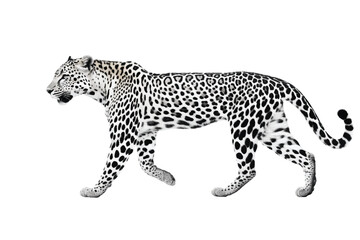 Dynamic Vector Illustration of Adorable Cartoon Leopards and a Sprinting Cheetah in Various Poses on an Orange and white Background.