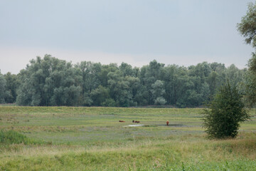 A wide shot of a grassy meadow with a line of trees.  A few Highland cattle are visible in a small puddle.  Cloudy sky.
