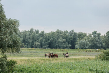 Horses graze in a grassy meadow bordered by a dense forest on a cloudy day.  Natural, rural scene.
