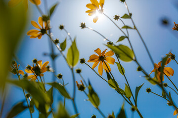 Close-up view of vibrant yellow flowers and greenery against a clear blue sky, highlighting the sunlight and plant life.  Bright, sunny day.