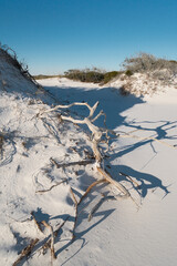 Driftwood beside sandy beach path in Pensacola, Florida