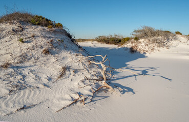 Driftwood on sand dunes path to ocean  in Pensacola, Florida