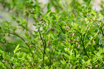Background with blooming blueberry shrub. Spring background. Blueberry branches (Vaccinium myrtillus) with bursting buds. 