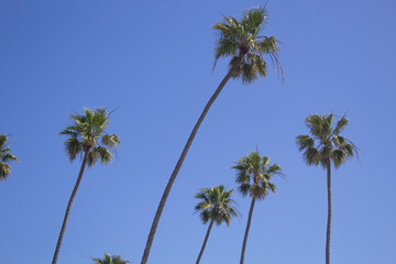 palm trees against blue sky
