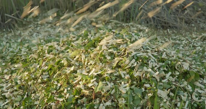 Wood chipper chips falling into the pile from shredder machine