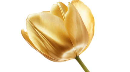 Vintage gold tulip isolated on a white background