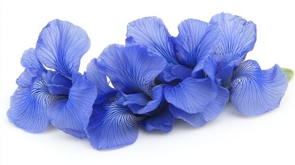 A bunch of blue flowers on a white background
