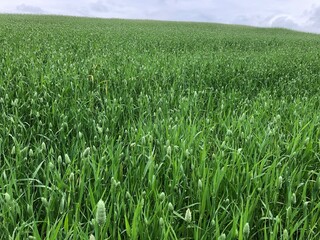 A crop of Canary Grass in a field in July, United Kingdom