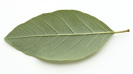 Obraz premium A single green leaf on a white background