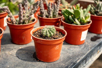 Small Orange Pots with Succulents on a Black Table Outdoors on a Sunny Day