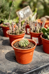 Small Orange Pots with Succulents on a Black Table Outdoors on a Sunny Day