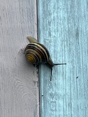 Small snail with a curly shell crawling over the side of a colourful shed on a cloudy autumn day in the Dorset countryside in southern England 
