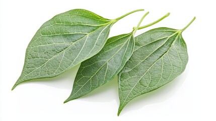 Obraz premium A bunch of green leaves on a white background