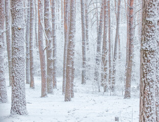Snow-covered, frost-covered branches and trunks of a pine tree in a fairy-tale forest in winter in December. Blizzard in a winter forest before the Christmas holidays.