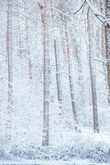 Snow-covered, frost-covered branches and trunks of a pine tree in a fairy-tale forest in winter in December. Blizzard in a winter forest before the Christmas holidays.