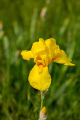 Obraz premium Yellow iris blooming in green field