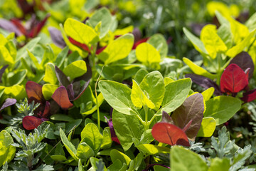 Microgreens growing in a sunny garden: vibrant green and red leaves