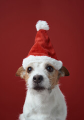 A Jack Russell Terrier poses confidently in a red Santa hat against a festive background. The image captures the Christmas spirit with a joyful and warm tone.