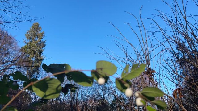 A branch of a symphoricarpos bush with decorative white berries blooming in autumn. Used for Christmas decor.