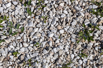 Green weeds growing through white gravel background texture