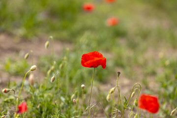 Red poppy flower blooming in a green field