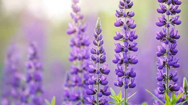 A bunch of purple flowers that are in the grass