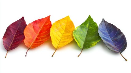 Fototapeta premium A row of colorful leaves on a white background