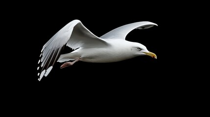 Fototapeta premium A seagull flying through the air with its wings spread