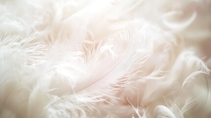 A close up of a bunch of white feathers