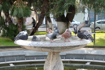 Pigeons taking a bath in a water fountain. Selective focus