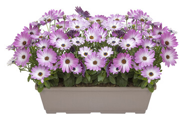 Osteospermum mauve en jardinière