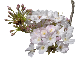 Fleurs de Prunus serrulata	