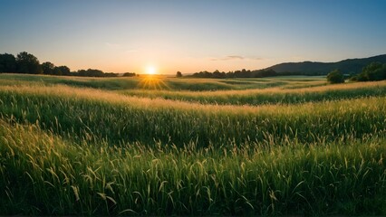 Serene Summer Pastoral Landscape with Flowering Grass in Lush Meadow and Soft Golden Sunrise Hues Against Vibrant Blue Sky
