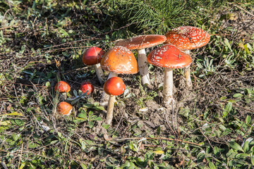 Kompozycja z czerwonych muchomorów na łące © arekzet62