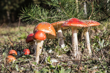 Kompozycja z czerwonych muchomorów na łące © arekzet62