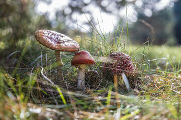 Kompozycja z czerwonych muchomorów na łące © arekzet62