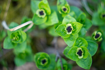 The dwarf cornel or bunchberry blooming in nature in West Estonia. Flowering Swedish Cornel or bunchberry (Cornus suecica). 