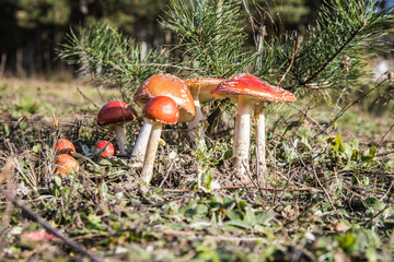 Kompozycja z czerwonych muchomorów na łące © arekzet62