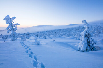 Winter landscape in Pallas Yllastunturi National Park, Lapland, Finland