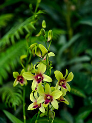 Obraz premium Dendrobium. This genus of orchid, first described in 1799, is made up of over 1,000 species.