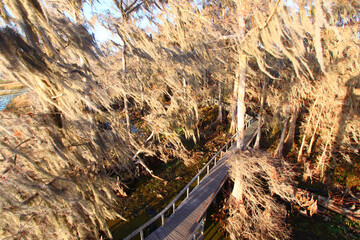 Spanish Moss sways in the breeze in central Florida