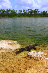American alligator lurks in a pond at the Everglades National Park Florida