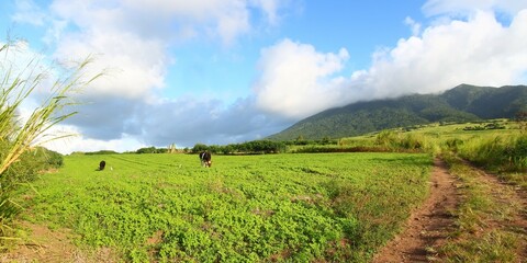 Landscape of the agricultural areas of Saint Kitts