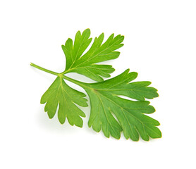 Fresh parsley leaves on white background