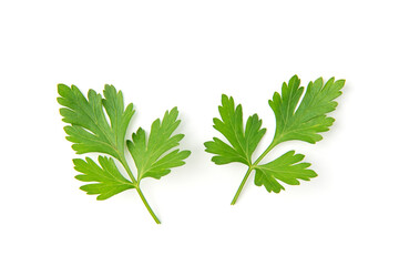 Fresh parsley leaves on white background