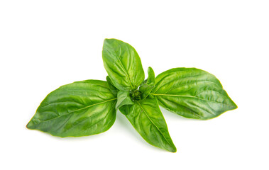 Fresh green basil leaves, isolated on white background.