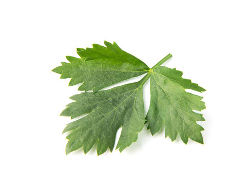 Celery leaf isolated on white background. Top view.