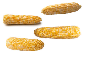 Yellow sweet corn isolated on white background. Copyspace.