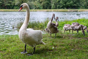View of white swans family walking on green near the lake